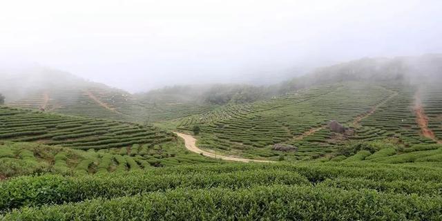 怀集县特产介绍，怀集的干货特产