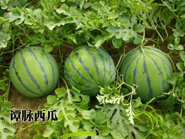 怀集县特产介绍，怀集的干货特产