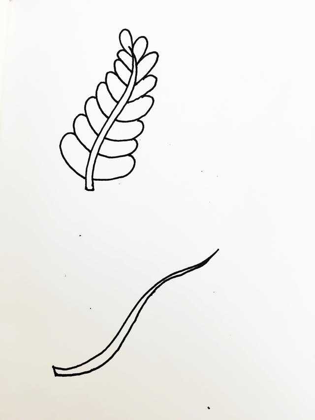 简单的手账手绘简笔画可爱，这两种小叶子简笔画太容易就能学会了吧