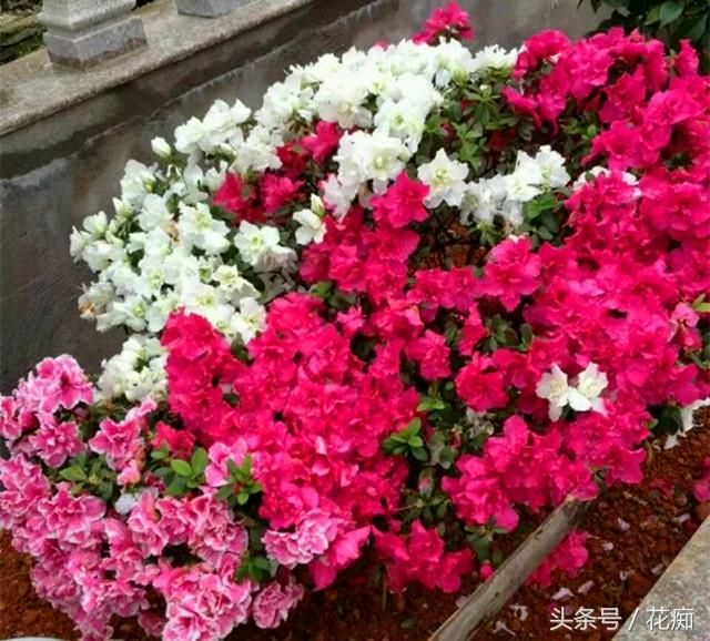 杜鹃花的三大特征，你家的杜鹃花是哪种
