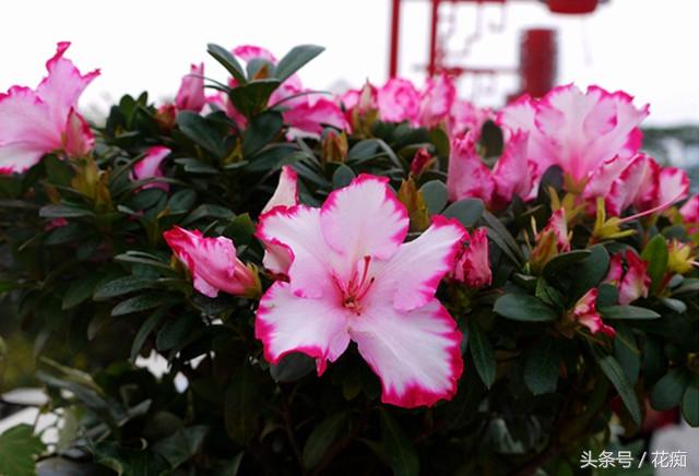 杜鹃花的三大特征，你家的杜鹃花是哪种