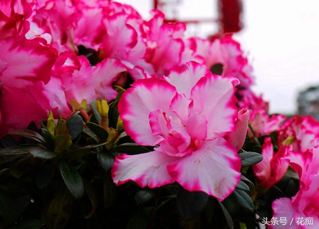 杜鹃花的三大特征，你家的杜鹃花是哪种