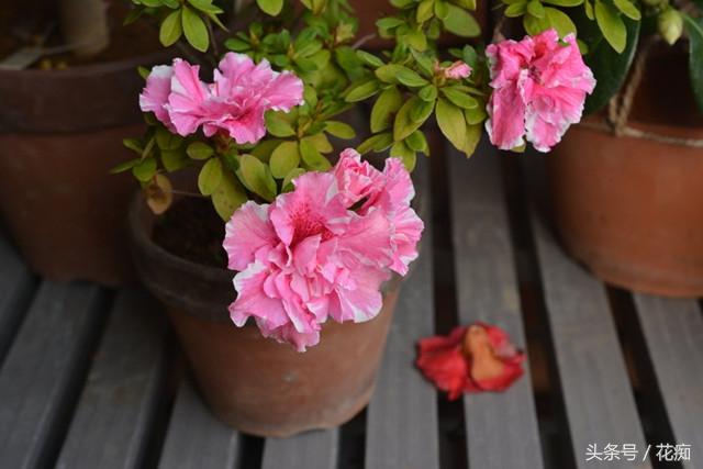 杜鹃花的三大特征，你家的杜鹃花是哪种