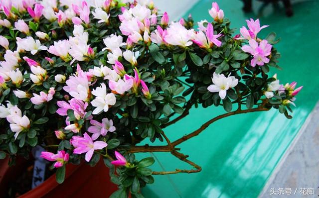 杜鹃花的三大特征，你家的杜鹃花是哪种
