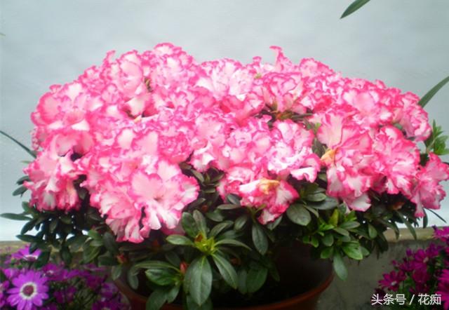 杜鹃花的三大特征，你家的杜鹃花是哪种