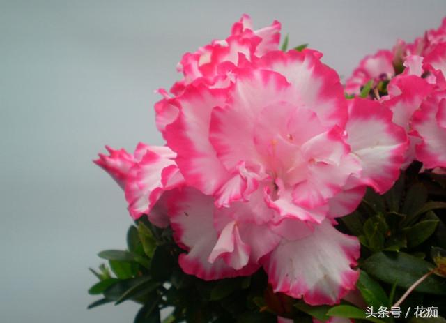 杜鹃花的三大特征，你家的杜鹃花是哪种