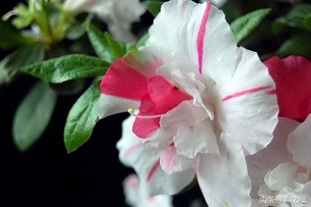 杜鹃花的三大特征，你家的杜鹃花是哪种