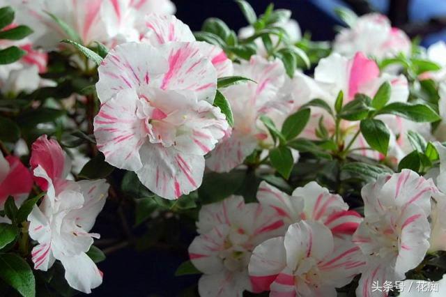 杜鹃花的三大特征，你家的杜鹃花是哪种