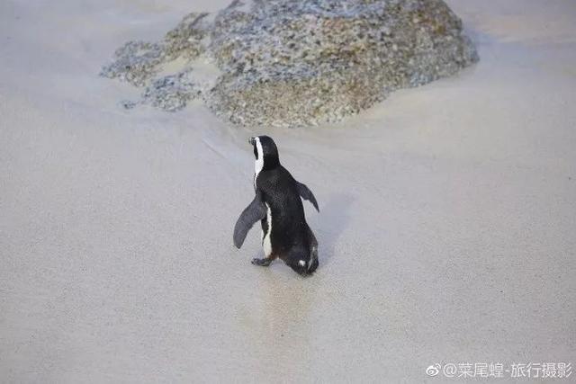 南非开普敦旅游景点，诗与远方的南非开普敦