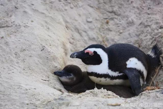 南非开普敦旅游景点，诗与远方的南非开普敦