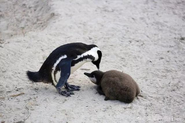 南非开普敦旅游景点，诗与远方的南非开普敦
