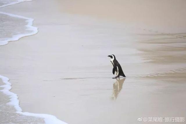 南非开普敦旅游景点，诗与远方的南非开普敦