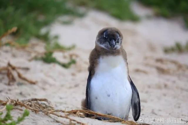 南非开普敦旅游景点，诗与远方的南非开普敦