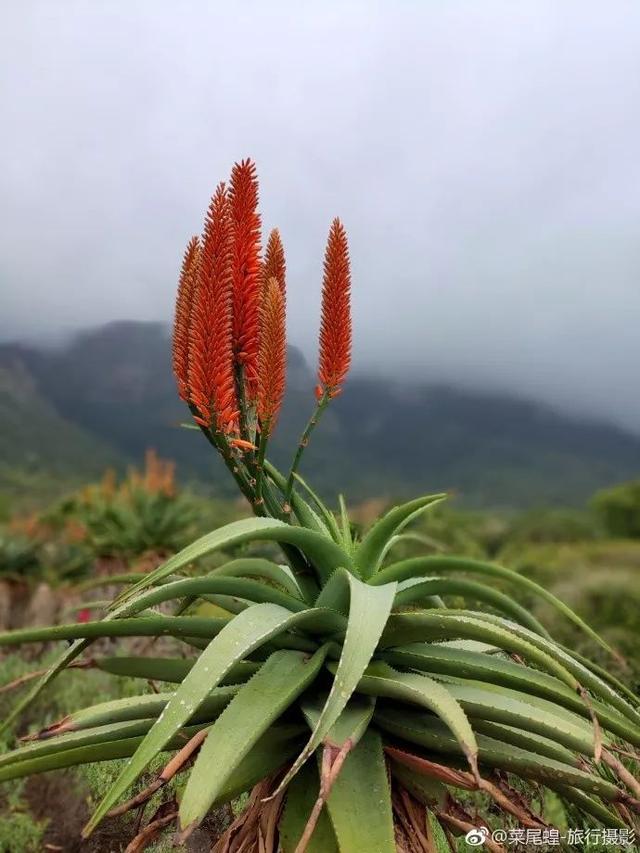 南非开普敦旅游景点，诗与远方的南非开普敦