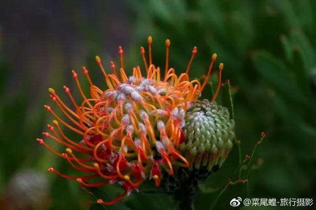 南非开普敦旅游景点，诗与远方的南非开普敦