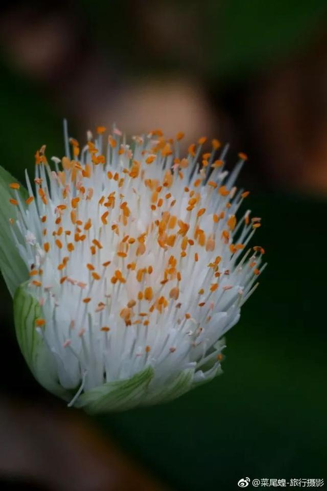 南非开普敦旅游景点，诗与远方的南非开普敦