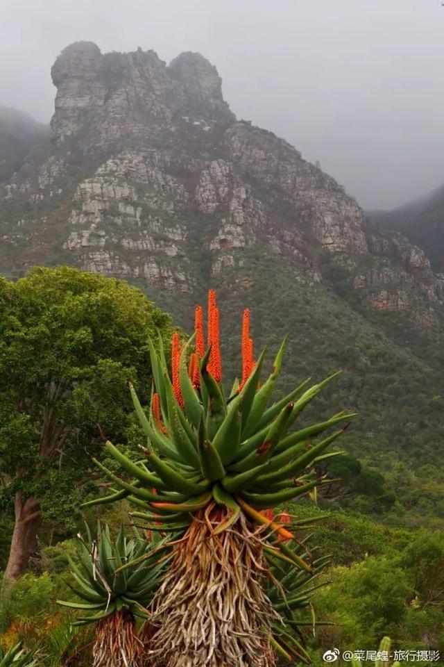 南非开普敦旅游景点，诗与远方的南非开普敦