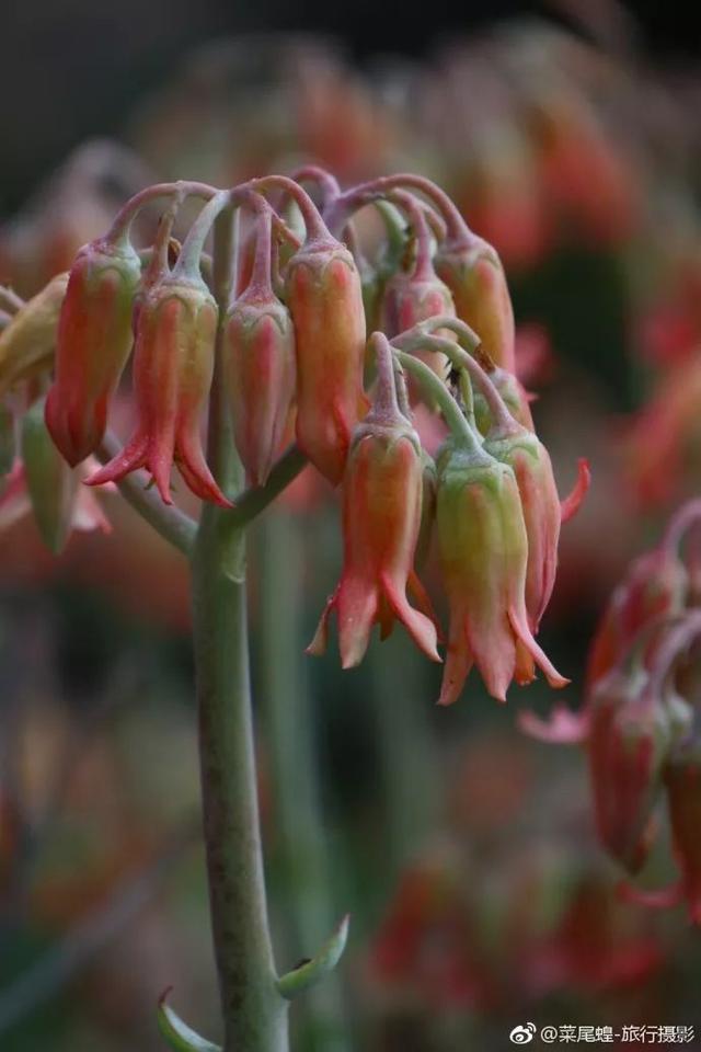 南非开普敦旅游景点，诗与远方的南非开普敦