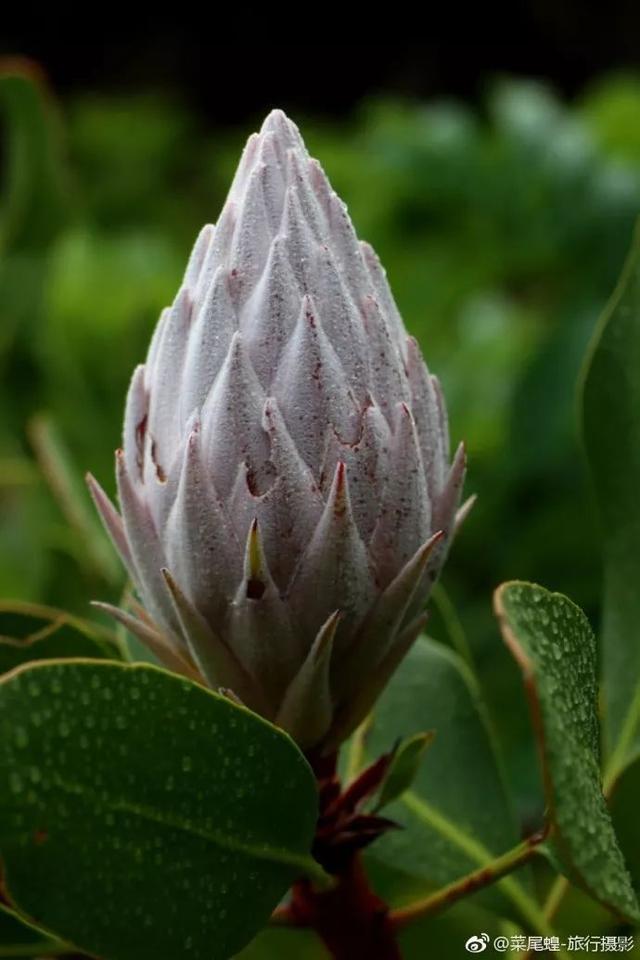 南非开普敦旅游景点，诗与远方的南非开普敦