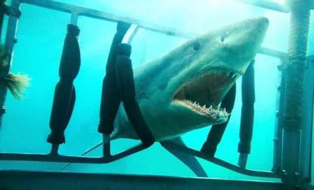 这三部鲨鱼电影你们看过么，都在这10部电影里了