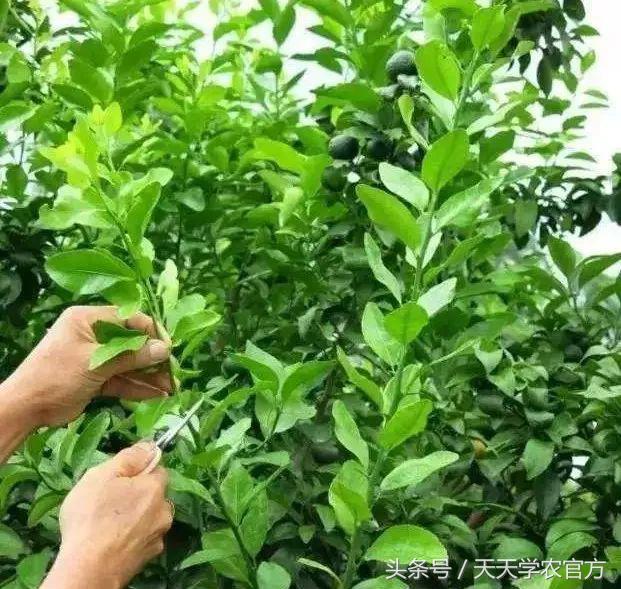 柑橘修剪六大忌，柑橘修剪的主要方法（记住这些柑橘修剪口诀）