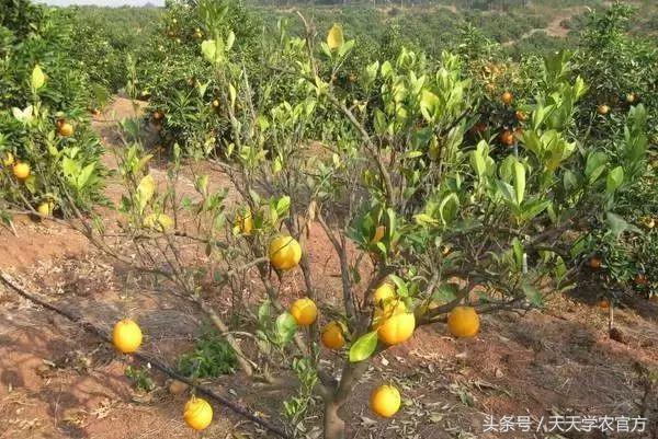 柑橘修剪六大忌，柑橘修剪的主要方法（记住这些柑橘修剪口诀）