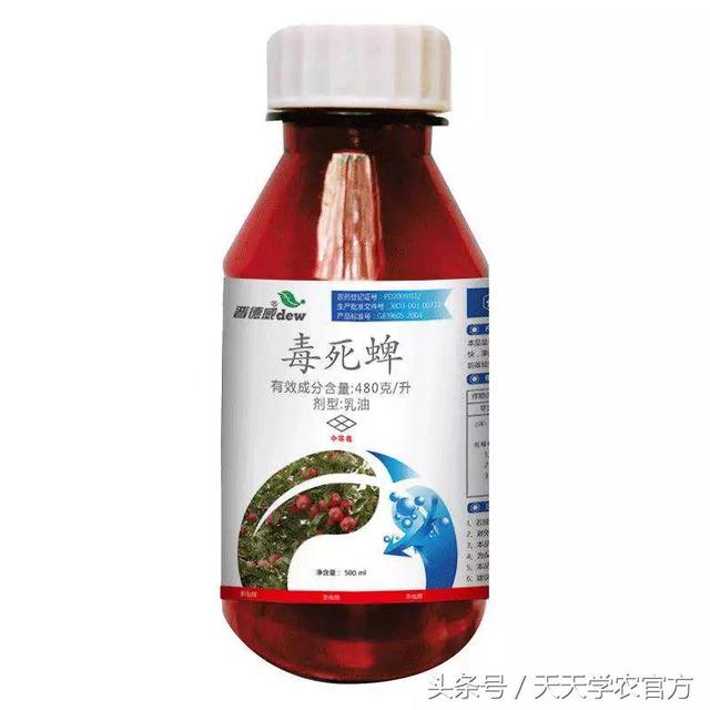 柑橘修剪六大忌，柑橘修剪的主要方法（记住这些柑橘修剪口诀）