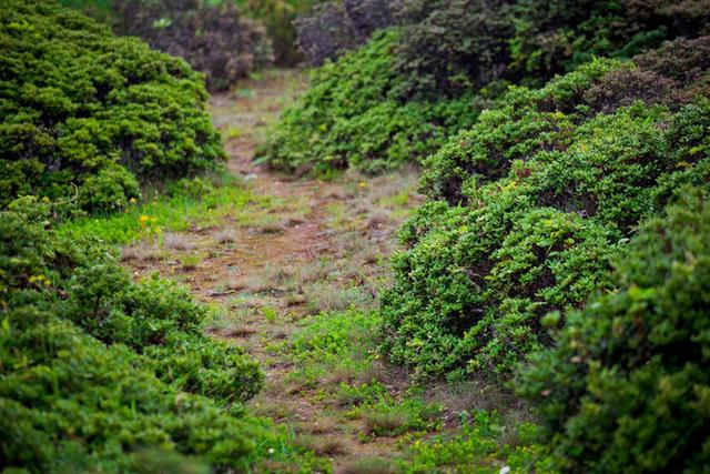 格萨拉生态旅游区，格萨拉生态旅游景区（格萨拉旅游景点介绍）