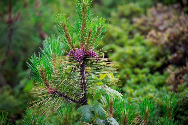 格萨拉生态旅游区，格萨拉生态旅游景区（格萨拉旅游景点介绍）
