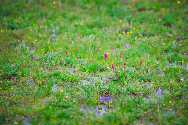 格萨拉生态旅游区，格萨拉生态旅游景区（格萨拉旅游景点介绍）