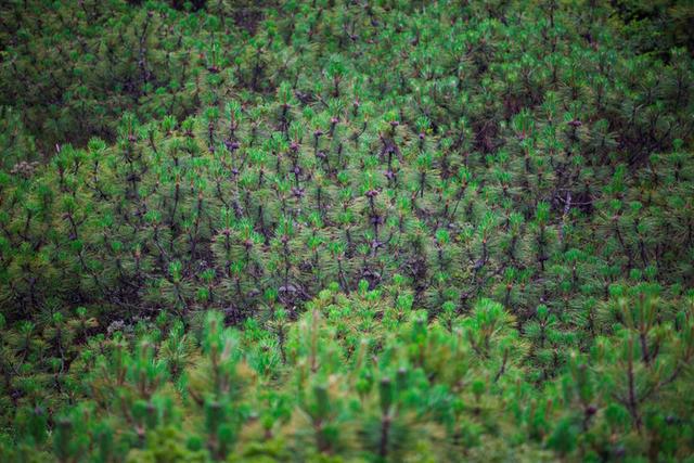 格萨拉生态旅游区，格萨拉生态旅游景区（格萨拉旅游景点介绍）