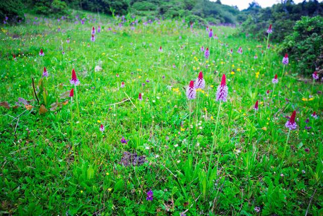 格萨拉生态旅游区，格萨拉生态旅游景区（格萨拉旅游景点介绍）