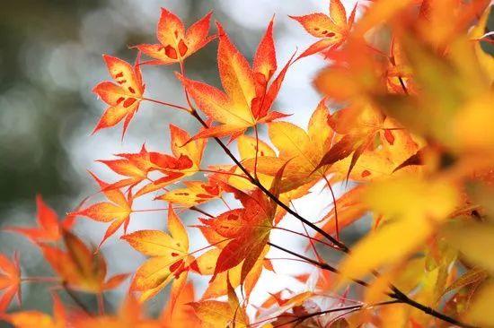 亲身经历的几种养老方式，我倾向于第四和第五种结合