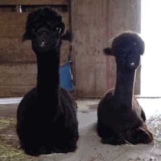 过早吃枸杞会怎么样，无病防身”这话对吗