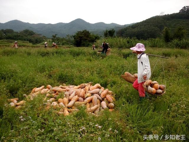 头伏萝卜二伏菜，头伏二伏分别种什么菜（“头伏萝卜二伏菜”）