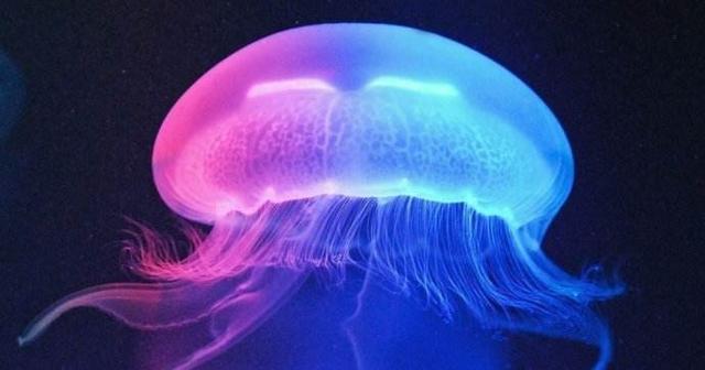 蜥蜴是冷血动物吗，常见冷血动物有哪些（你想养一只当做宠物吗）