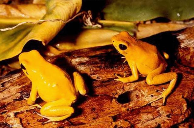 蜥蜴是冷血动物吗，常见冷血动物有哪些（你想养一只当做宠物吗）