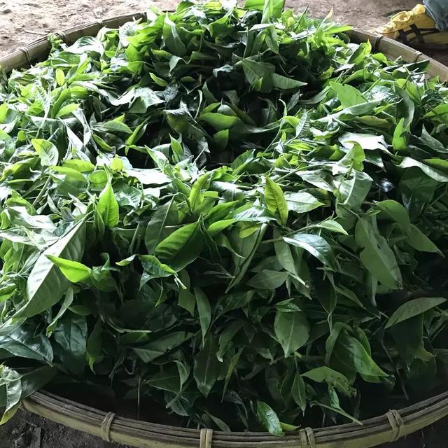 易武正山古树茶，经典易武古树茶