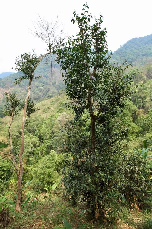 易武正山古树茶，经典易武古树茶