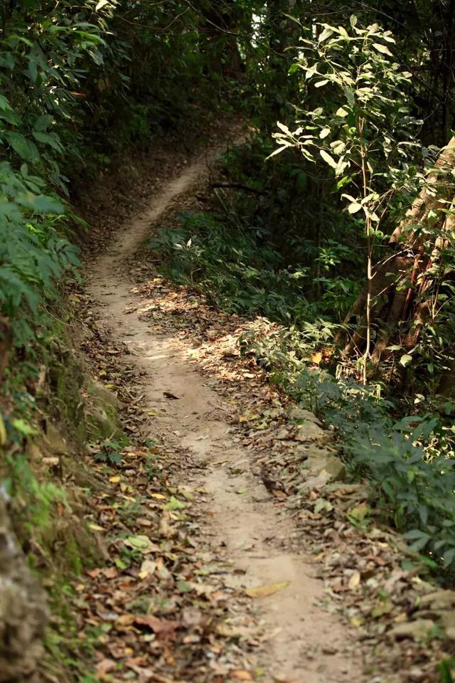 易武正山古树茶，经典易武古树茶