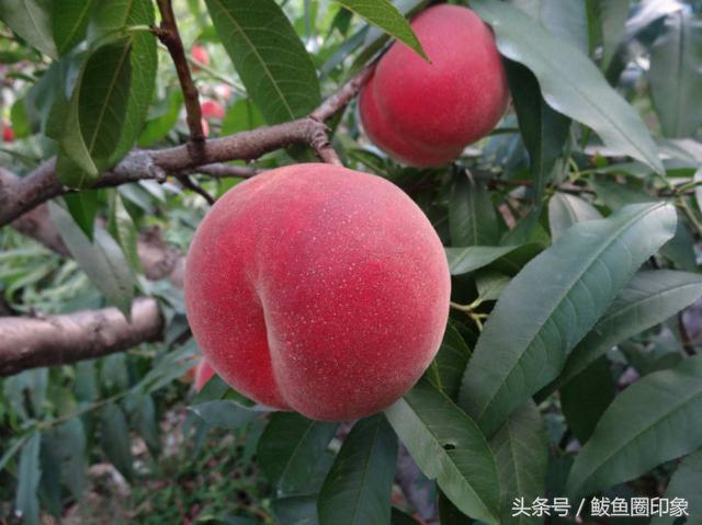 河口艳红桃介绍，丹东特产之河口艳红桃