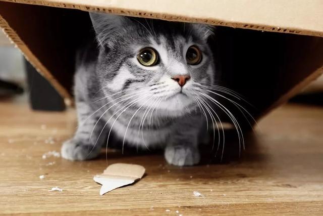 如何测试猫的性格，揭秘猫咪7大性格
