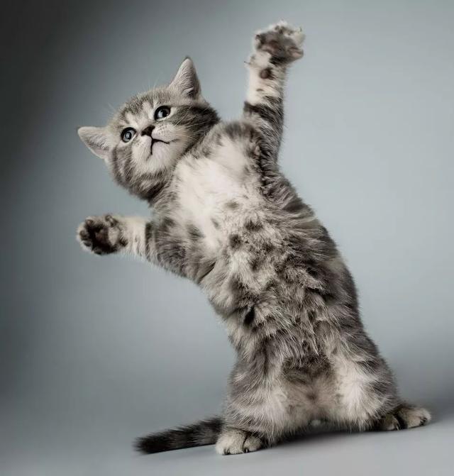 如何测试猫的性格，揭秘猫咪7大性格