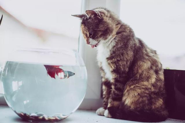 如何测试猫的性格，揭秘猫咪7大性格