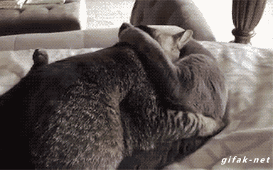 如何测试猫的性格，揭秘猫咪7大性格