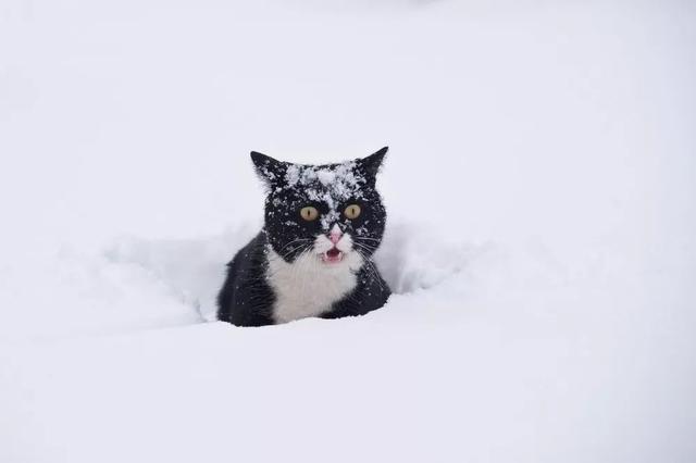 如何测试猫的性格，揭秘猫咪7大性格