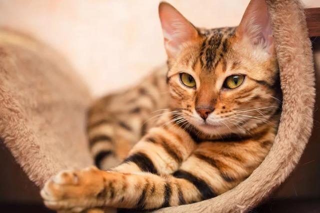 如何测试猫的性格，揭秘猫咪7大性格