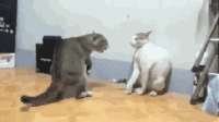 如何测试猫的性格，揭秘猫咪7大性格