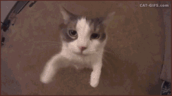 如何测试猫的性格，揭秘猫咪7大性格