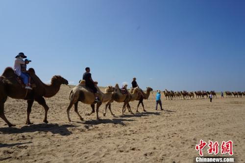 宁夏银川市沙湖生态旅游区，走进宁夏沙湖保护湿地生态